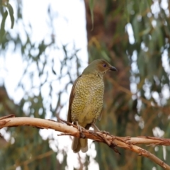 Ptilonorhynchus violaceus (Satin Bowerbird) at Stromlo, ACT - 24 Mar 2019 by JimL