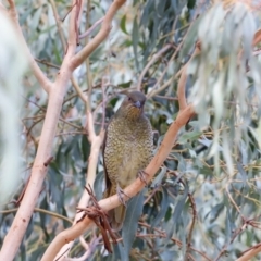 Ptilonorhynchus violaceus at Stromlo, ACT - 24 Mar 2019