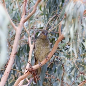 Ptilonorhynchus violaceus at Stromlo, ACT - 24 Mar 2019