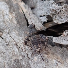 Calperum ottei (A recently described pygmy cricket) at Mount Painter - 23 Mar 2019 by CathB