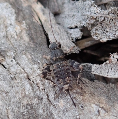Calperum ottei (A recently described pygmy cricket) at Mount Painter - 23 Mar 2019 by CathB