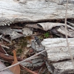 Calperum ottei at Cook, ACT - 23 Mar 2019