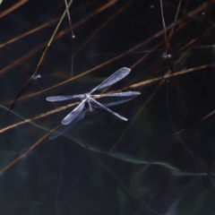 Austroargiolestes sp. (genus) (Flatwing) at Rendezvous Creek, ACT - 20 Jan 2019 by JimL