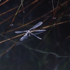 Austroargiolestes sp. (genus) at Rendezvous Creek, ACT - 20 Jan 2019