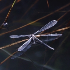 Austroargiolestes sp. (genus) at Rendezvous Creek, ACT - 20 Jan 2019 10:16 AM