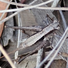 Tettigoniidae (family) (Unidentified katydid) at Mount Painter - 24 Mar 2019 by CathB