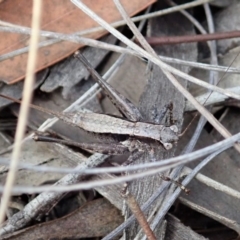 Tettigoniidae (family) at Cook, ACT - 24 Mar 2019