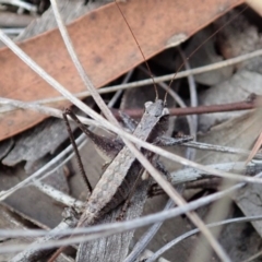 Tettigoniidae (family) at Cook, ACT - 24 Mar 2019 11:47 AM