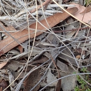 Tettigoniidae (family) at Cook, ACT - 24 Mar 2019 11:47 AM