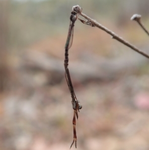 Leptogaster sp. (genus) at Cook, ACT - 23 Mar 2019 05:04 PM