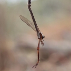 Leptogaster sp. (genus) at Cook, ACT - 23 Mar 2019 05:04 PM