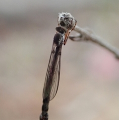 Leptogaster sp. (genus) at Cook, ACT - 23 Mar 2019 05:04 PM