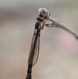 Leptogaster sp. (genus) at Cook, ACT - 23 Mar 2019