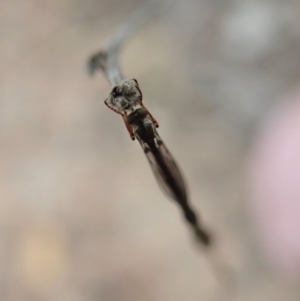 Leptogaster sp. (genus) at Cook, ACT - 23 Mar 2019 05:04 PM