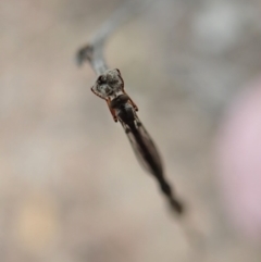 Leptogaster sp. (genus) at Cook, ACT - 23 Mar 2019