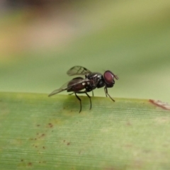 Platystomatidae (family) (Unidentified signal fly) at Dunlop, ACT - 22 Mar 2019 by CathB