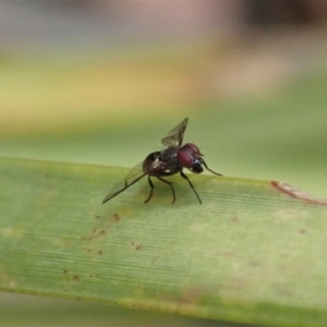 Platystomatidae (family) at Dunlop, ACT - 22 Mar 2019 03:36 PM