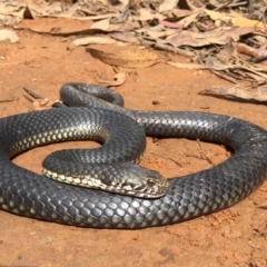 Austrelaps ramsayi (Highlands Copperhead) at Namadgi National Park - 24 Mar 2019 by AndrewCB