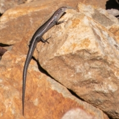 Lampropholis guichenoti (Common Garden Skink) at Paddys River, ACT - 20 Mar 2019 by SWishart