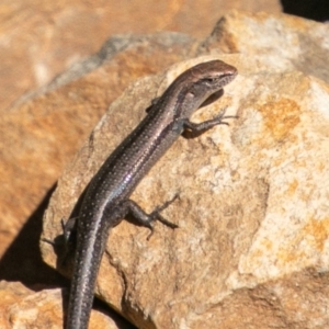 Lampropholis guichenoti at Paddys River, ACT - 20 Mar 2019 10:59 AM