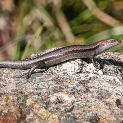 Lampropholis guichenoti (Common Garden Skink) at Tidbinbilla Nature Reserve - 20 Mar 2019 by SWishart