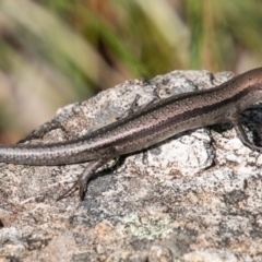 Lampropholis guichenoti at Paddys River, ACT - 20 Mar 2019