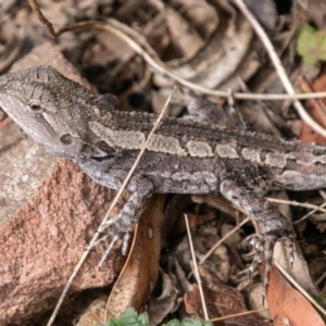 Amphibolurus muricatus at Paddys River, ACT - 20 Mar 2019