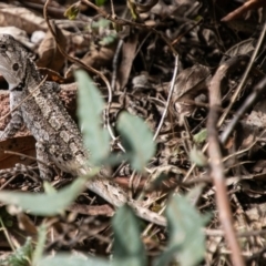 Amphibolurus muricatus at Paddys River, ACT - 20 Mar 2019