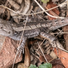 Amphibolurus muricatus at Paddys River, ACT - 20 Mar 2019 11:51 AM