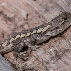 Amphibolurus muricatus (Jacky Lizard) at Tidbinbilla Nature Reserve - 20 Mar 2019 by SWishart