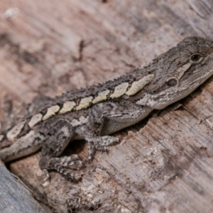 Amphibolurus muricatus at Paddys River, ACT - 20 Mar 2019