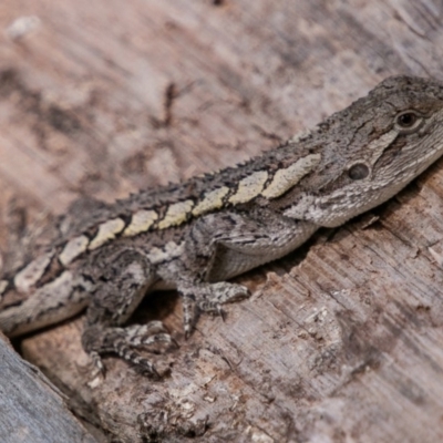 Amphibolurus muricatus (Jacky Lizard) at Paddys River, ACT - 20 Mar 2019 by SWishart
