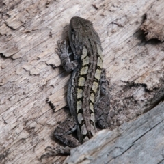 Amphibolurus muricatus at Paddys River, ACT - 20 Mar 2019 11:54 AM