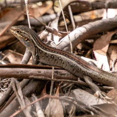 Liopholis whitii (White's Skink) at Tidbinbilla Nature Reserve - 20 Mar 2019 by SWishart