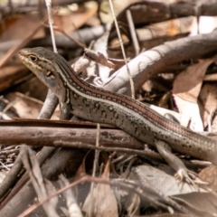 Liopholis whitii (White's Skink) at Paddys River, ACT - 20 Mar 2019 by SWishart