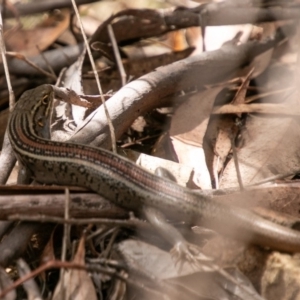 Liopholis whitii at Paddys River, ACT - 20 Mar 2019