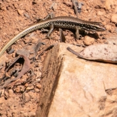 Eulamprus heatwolei (Yellow-bellied Water Skink) at Paddys River, ACT - 20 Mar 2019 by SWishart