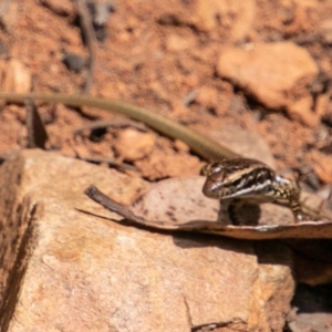 Eulamprus heatwolei at Paddys River, ACT - 20 Mar 2019