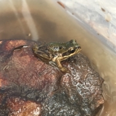 Litoria verreauxii verreauxii (Whistling Tree-frog) at Namadgi National Park - 23 Mar 2019 by AndrewCB