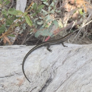 Pseudemoia spenceri at Mount Clear, ACT - 24 Mar 2019