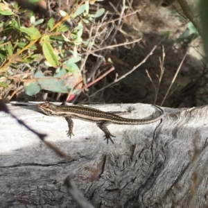 Pseudemoia spenceri at Mount Clear, ACT - 24 Mar 2019