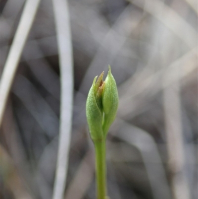 Speculantha rubescens (Blushing Tiny Greenhood) at Cook, ACT - 24 Mar 2019 by CathB