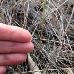 Speculantha rubescens at Cook, ACT - 24 Mar 2019