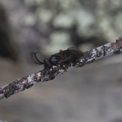 Polyclonus atratus (A sawfly) at Michelago, NSW - 17 Mar 2019 by Illilanga