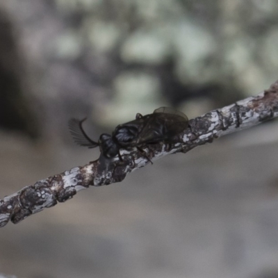 Polyclonus atratus (A sawfly) at Michelago, NSW - 16 Mar 2019 by Illilanga