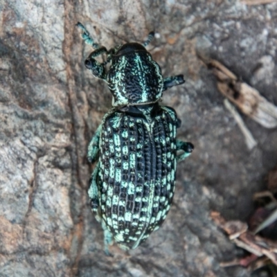 Chrysolopus spectabilis (Botany Bay Weevil) at Paddys River, ACT - 20 Mar 2019 by SWishart