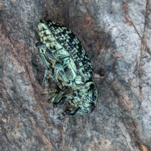 Chrysolopus spectabilis at Paddys River, ACT - 20 Mar 2019