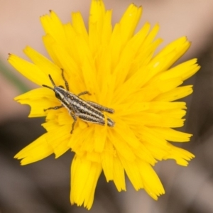 Monistria concinna at Paddys River, ACT - 20 Mar 2019 12:41 PM