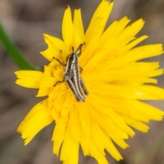 Monistria concinna at Paddys River, ACT - 20 Mar 2019
