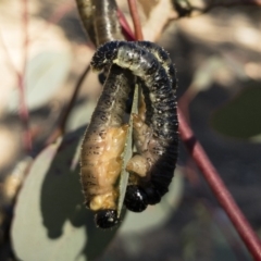 Perginae sp. (subfamily) (Unidentified pergine sawfly) at Illilanga & Baroona - 22 Jul 2018 by Illilanga